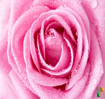 Tranh dán tường Hàn Quốc hoa hồng đẹp FW - 068